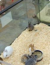 PetShop