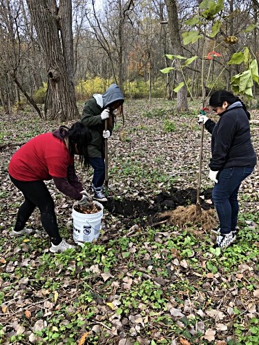 Tree Planting 1